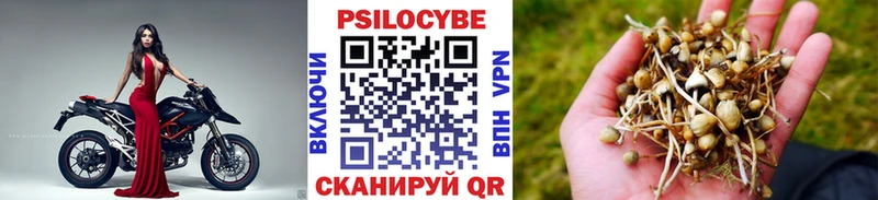 OMG   Железноводск  Галлюциногенные грибы Psilocybe 